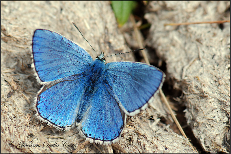 Lysandra bellargus